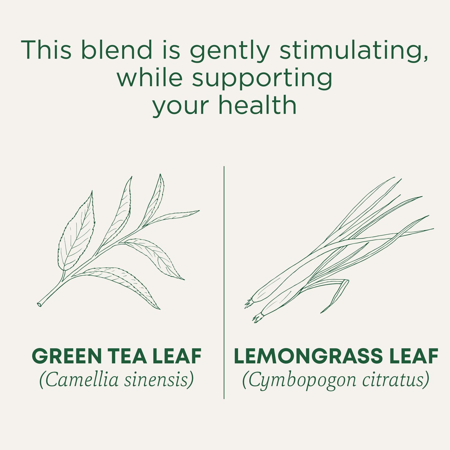 Traditional Medicinals Tea, Organic Green Tea Lemongrass, 16 Tea Bags