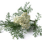 Nature Tea Yarrow Flower Loose Leaf & Flower C/S - 4 Ounce (Pack of 1)
