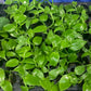 Live Vanilla Bean Orchid Starter Plant - Vanilla Planifolia (Unable To Ship To: Az, Hi, Or, Pr)