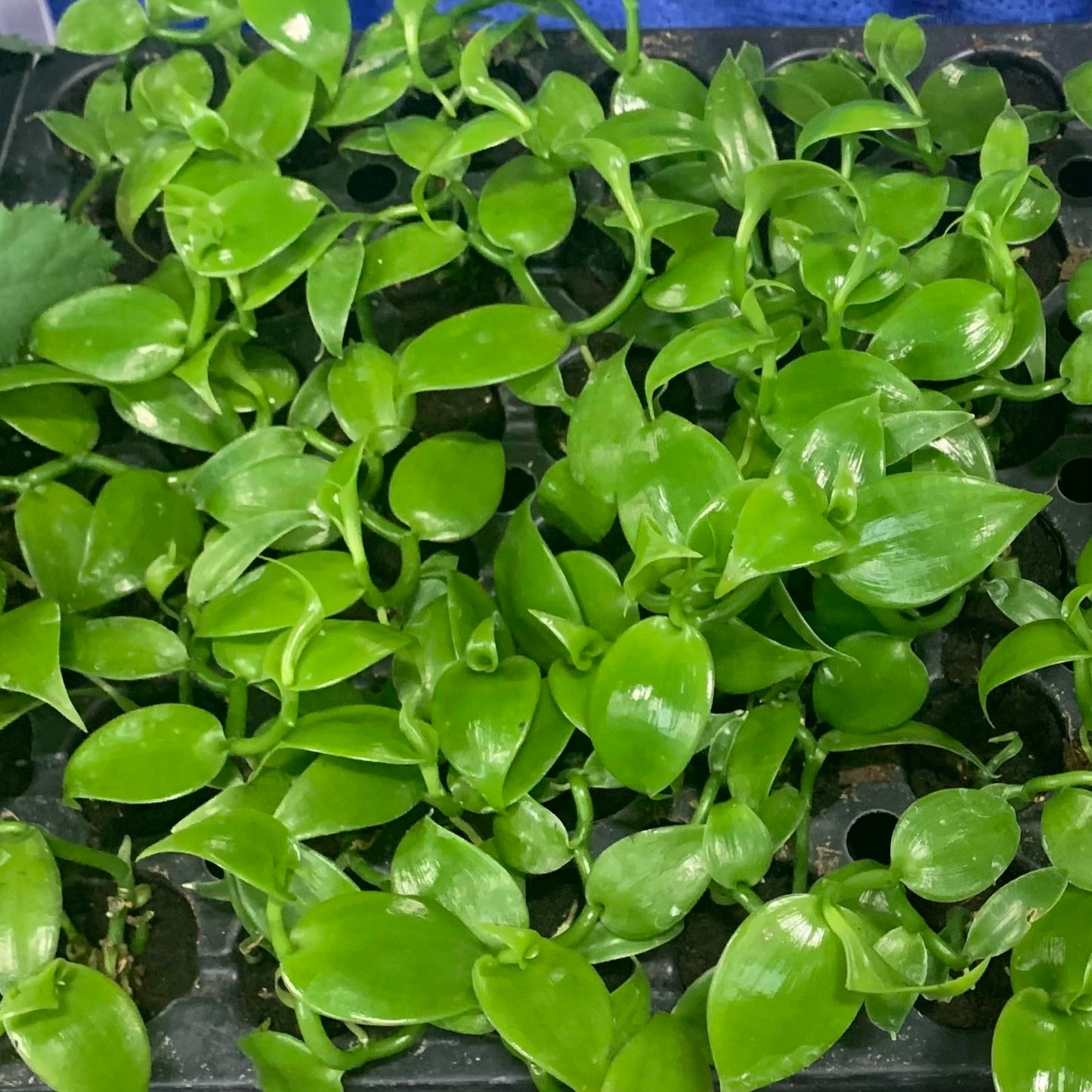 Live Vanilla Bean Orchid Starter Plant - Vanilla Planifolia (Unable To Ship To: Az, Hi, Or, Pr)
