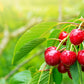 Vanilla Bean Kings Pure Cherry Extract - Natural Flavoring for Baking & Cooking - 4 fl oz
