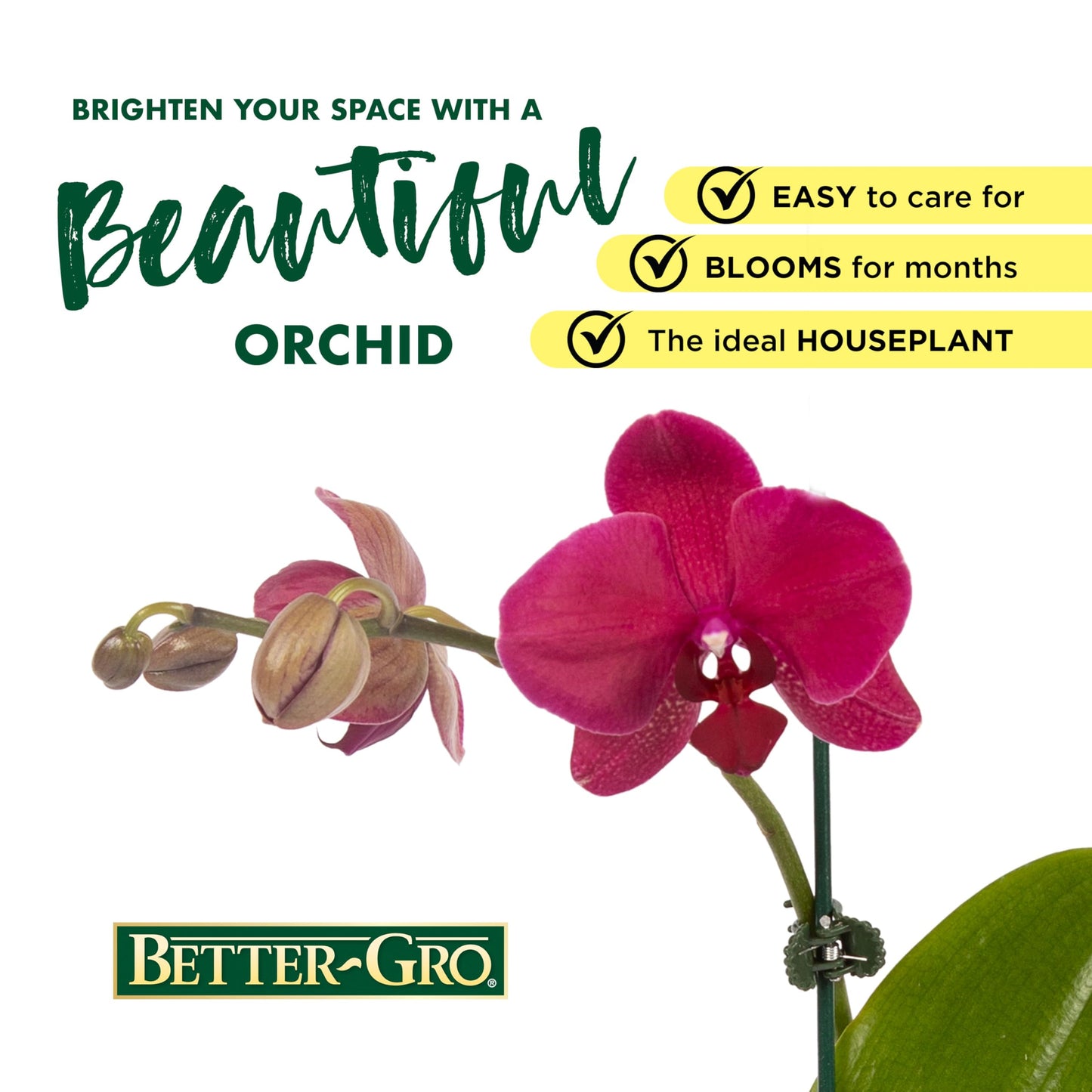Better-Gro 19.5'' Hanging Kokodama With Phalaenopsis Orchid - Indoor/Outdoor Biodegradable Planter For Home Decor And Gifts, Eco