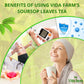 VIDA FARM Soursop Leaves Tea Bags, 100% Natural Herbal Tea, 100 Bags - Special Box