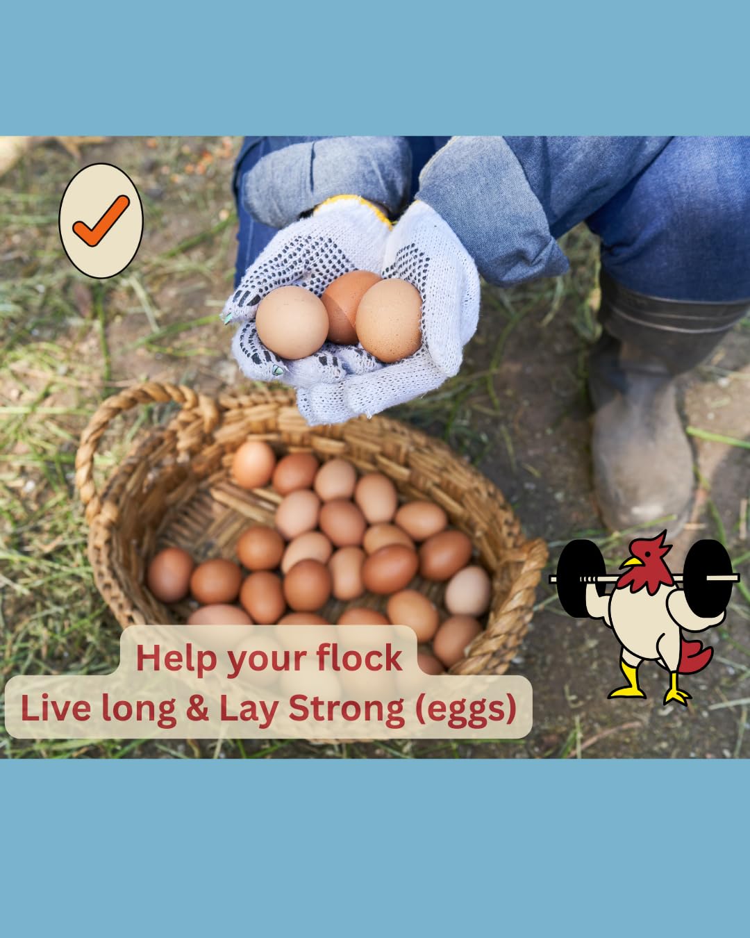 LitChicks Calcified Seaweed for Laying Chickens - Crushed Oyster Shell Alternative - Highly Digestible - Single Ingredient - Hel