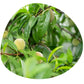 Share Original® Cultured Fermented Japanese Apricot/Plum (3-Pc) - 30+ Months Aged, Includes Description, Swiss Fermented