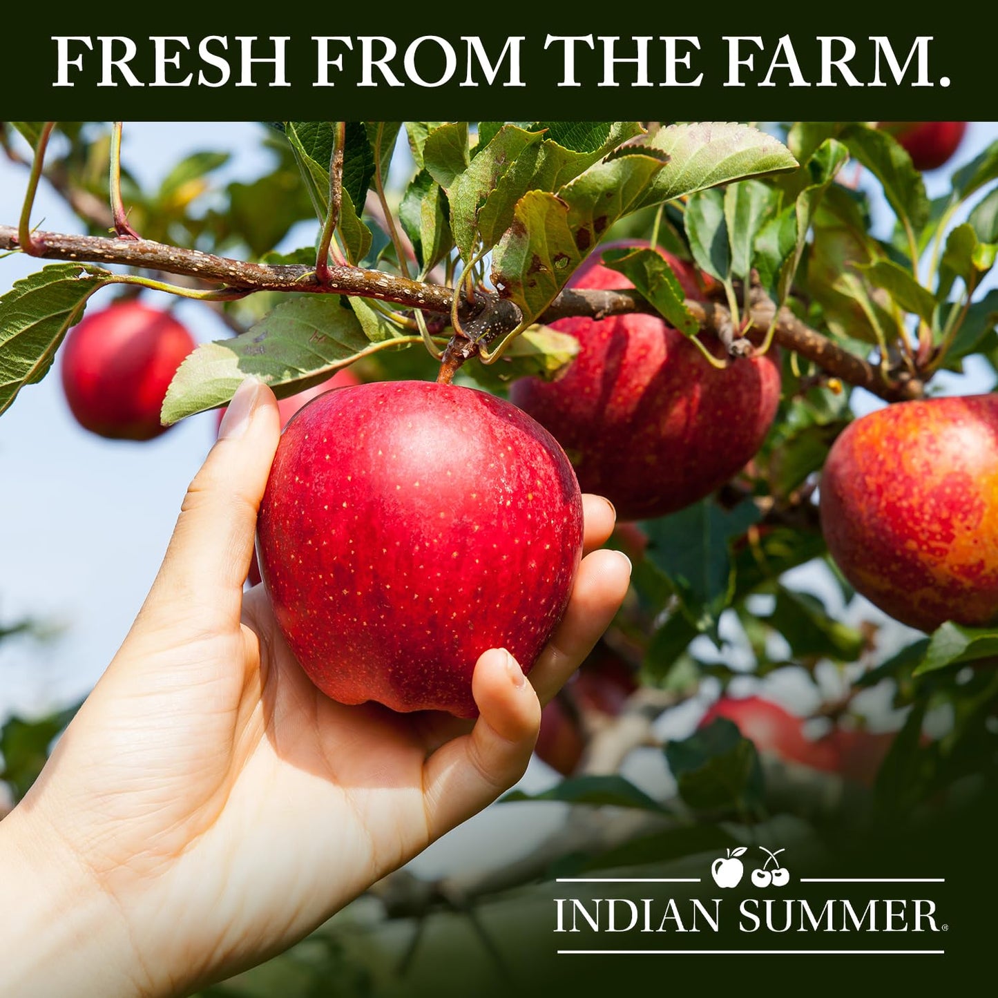 Indian Summer Enhanced Chunky Applesauce Made From Us Apples And American Growers (Natural, 24 Ounces Each, Pack Of 6)