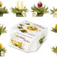 Creano Blooming Tea Flowers - 8 Flowering Teas in 4 Varieties - White Tea - Model 137