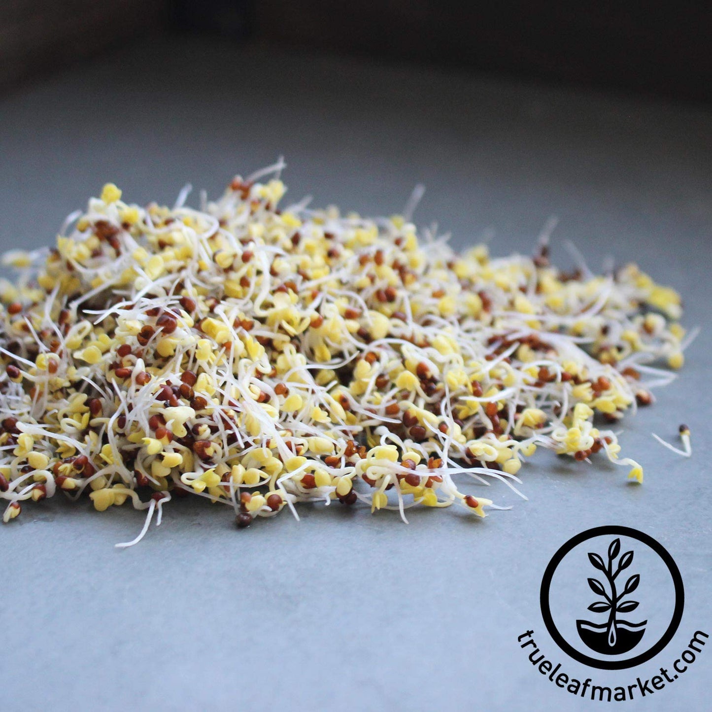 Organic Broccoli Sprouting Seeds by Handy Pantry | 4 oz. Resealable Bag | Non-GMO Broccoli Sprouts Seeds, Contain Sulforaphane
