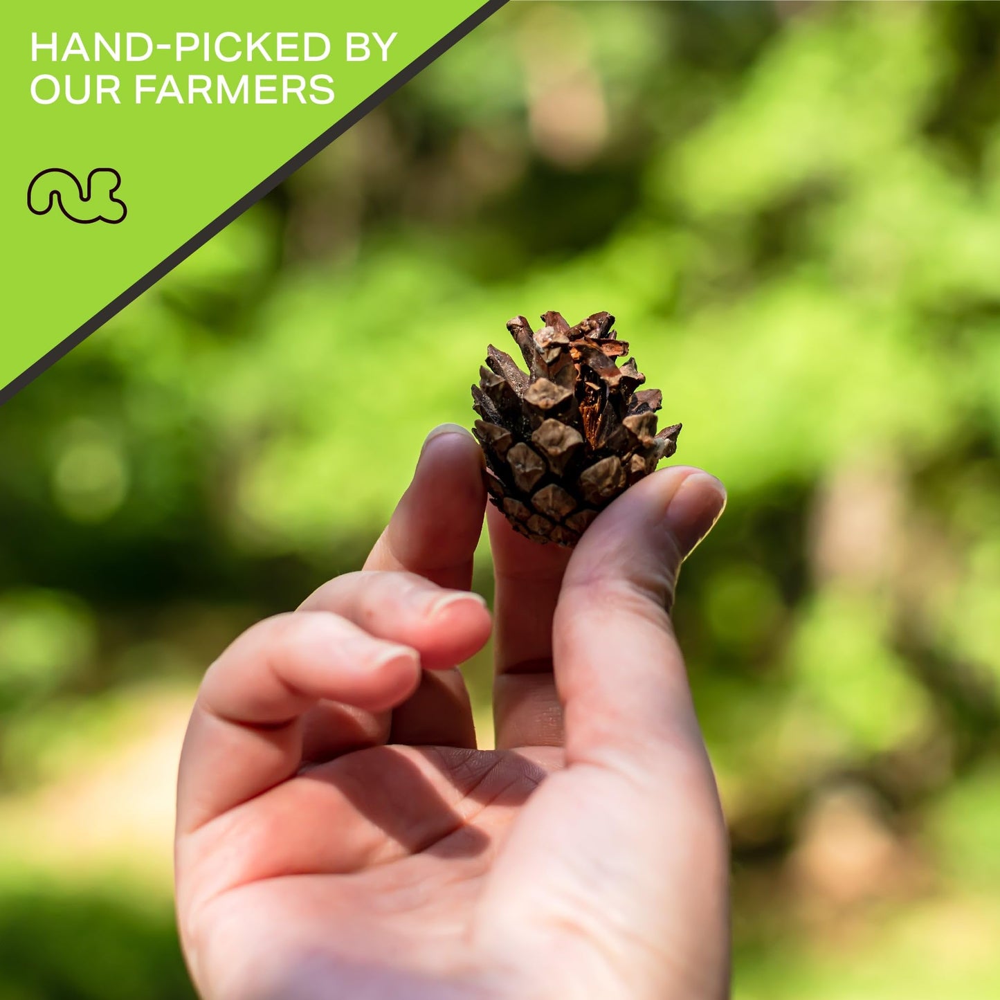 NUT CRAVINGS - Raw Pine Nuts Pignolias, Unsalted, Shelled, (16oz - 1 LB) Bulk Nuts Packed Fresh in Resealable Bag Kosher Healthy