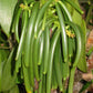50 Tahitian Extract Grade B Natural Vanilla Beans 5~6 By Vanilla Products Usa