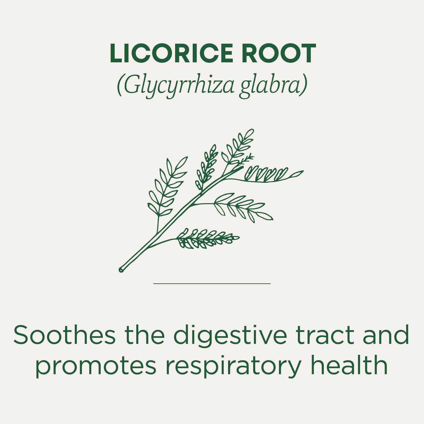 Traditional Medicinals Tea, Organic Licorice Root, Soothes the Digestive Tract & Promotes Respiratory Health, 96 Tea Bags (6 Pac