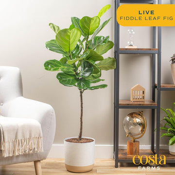 Costa Farms Fiddle Leaf Fig Tree Live Plant in Decorative Pot, Large Indoor Houseplant, Perfect for Home, Room, or Office Decor,