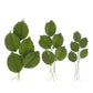 Global Sugar Art Rose Leaf Dark Green Sugar Cake Flower, 3 Sizes, 120 Count By Chef Alan Tetreault