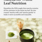 Hayashiya Matcha Powder - Kohata - Kyoto Uji Ceremonial Grade, First Harvest Stone Milled Authentic Japanese Matcha Green Tea Po