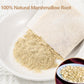 50 enhanced Marshmallow Root Tea Bag 100% Natural Pure Althaea Officinalis No Additives & Caffeine Free  Caffeine-free - Respiratory Support & Promote Digestion.