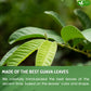 FreshDrinkUS  enhanced 135 Guava Leaf Tea Bags  Handmade  From Great Origin  100% Natural and Pure. Guava Tea  Loose Leaf Herbal Tea. No Sugar/Caffeine/Gluten  Vegan.