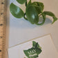 Live Vanilla Bean Orchid Starter Plant - Vanilla Planifolia (Unable To Ship To: Az, Hi, Or, Pr)