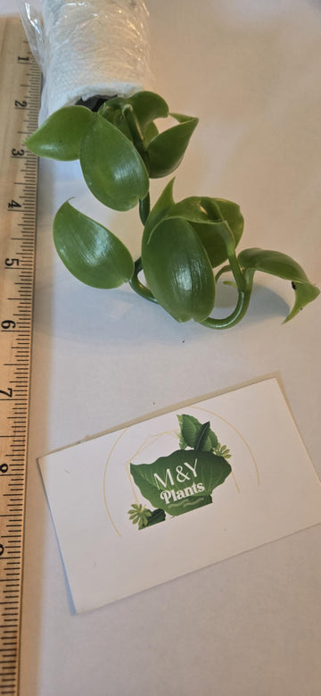 Live Vanilla Bean Orchid Starter Plant - Vanilla Planifolia (Unable To Ship To: Az, Hi, Or, Pr)