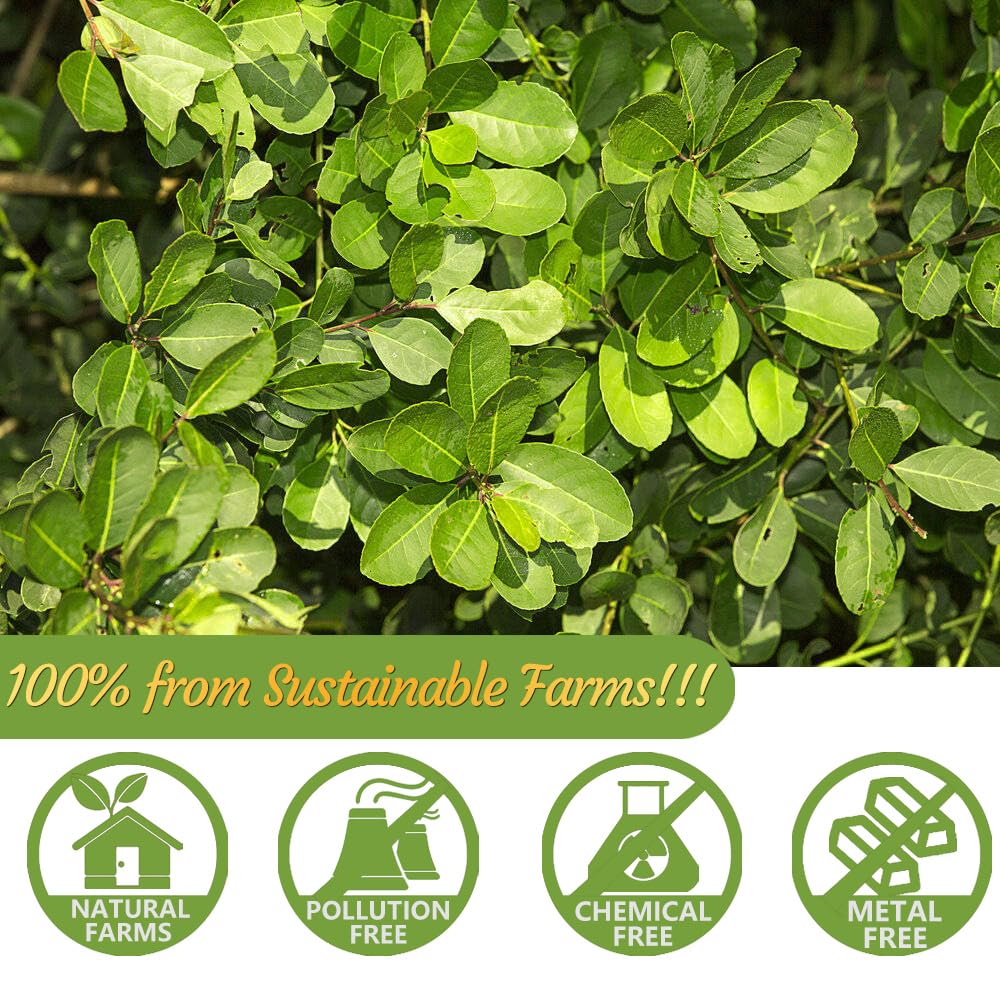 ULTHMOK Premium Yerba Mate Tea Bags - 100 Unsmoked Bags, 100% Pure Leaves, Caffeine-Free