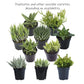 Altman Plants, Assorted Succulents Plants Live Houseplants (4Pk), Succulent Plants Home Office Plants Live Indoor Plants, Live P