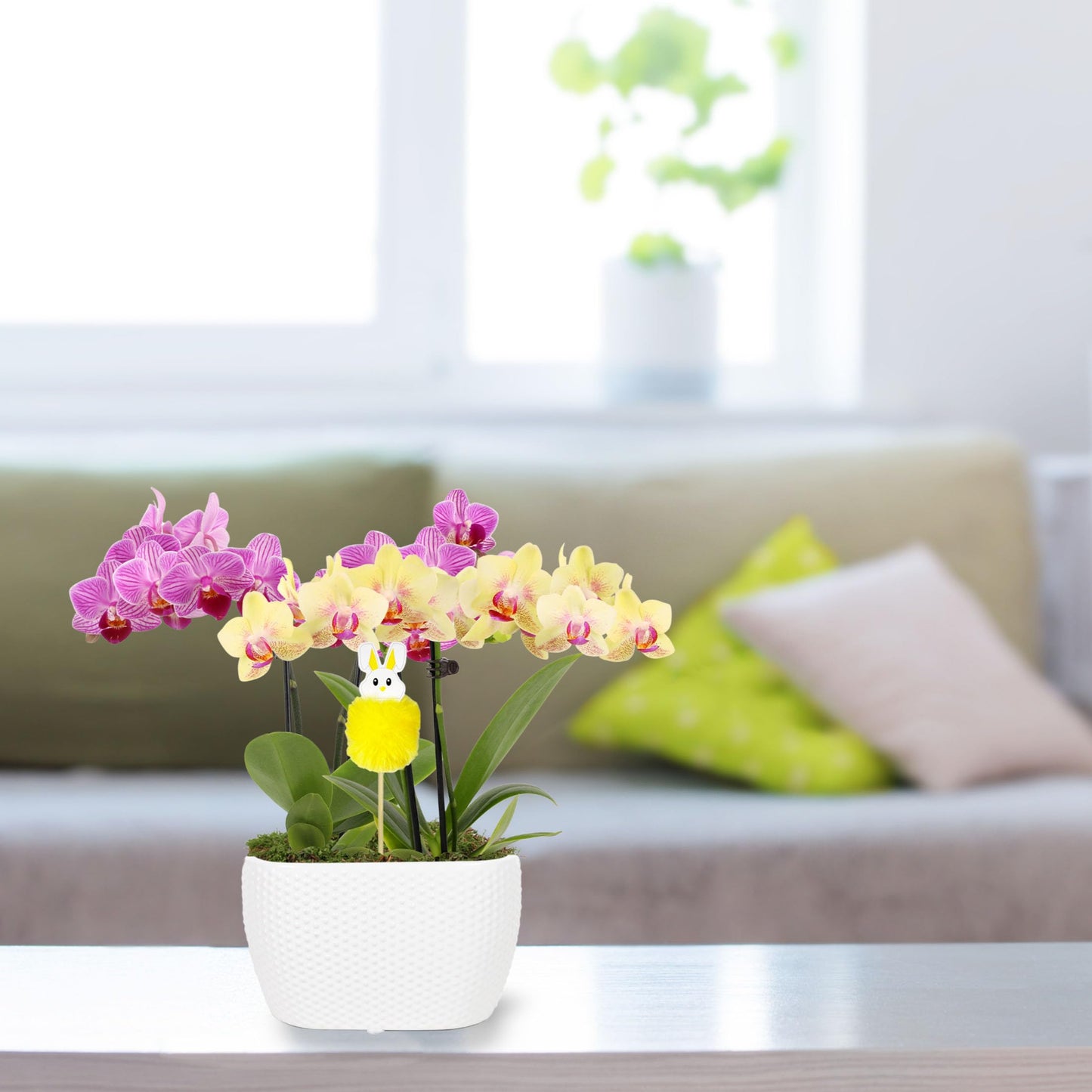 Wild Interiors Pink and Yellow Orchid Duo in 4 White Pot with Bunny Pick, Live Indoor House Plants