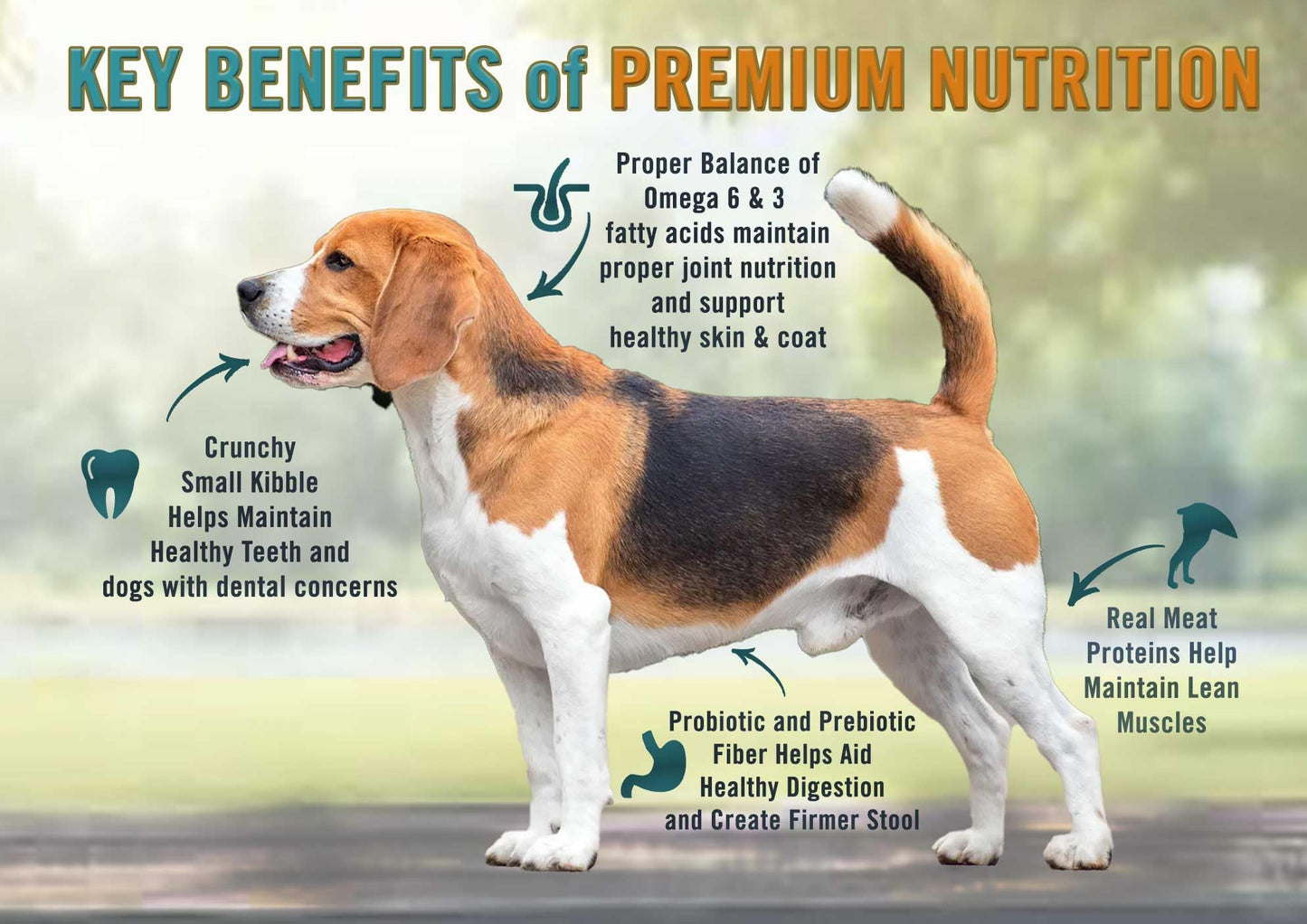 Chicken Soup For The Soul All Natural Enhanced Small Bites Mature-Themed Dry Dog Food, Real Meat First Ingredient, No By-Products, Supports Gut & Immune Health, Chicken, Turkey & Brown Rice, 28Lb