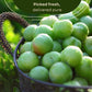Fresh Sour Green Plum, Unripe Plums, Greengages, Erik, Goje Sabz, Can Erik (2 Lbs)
