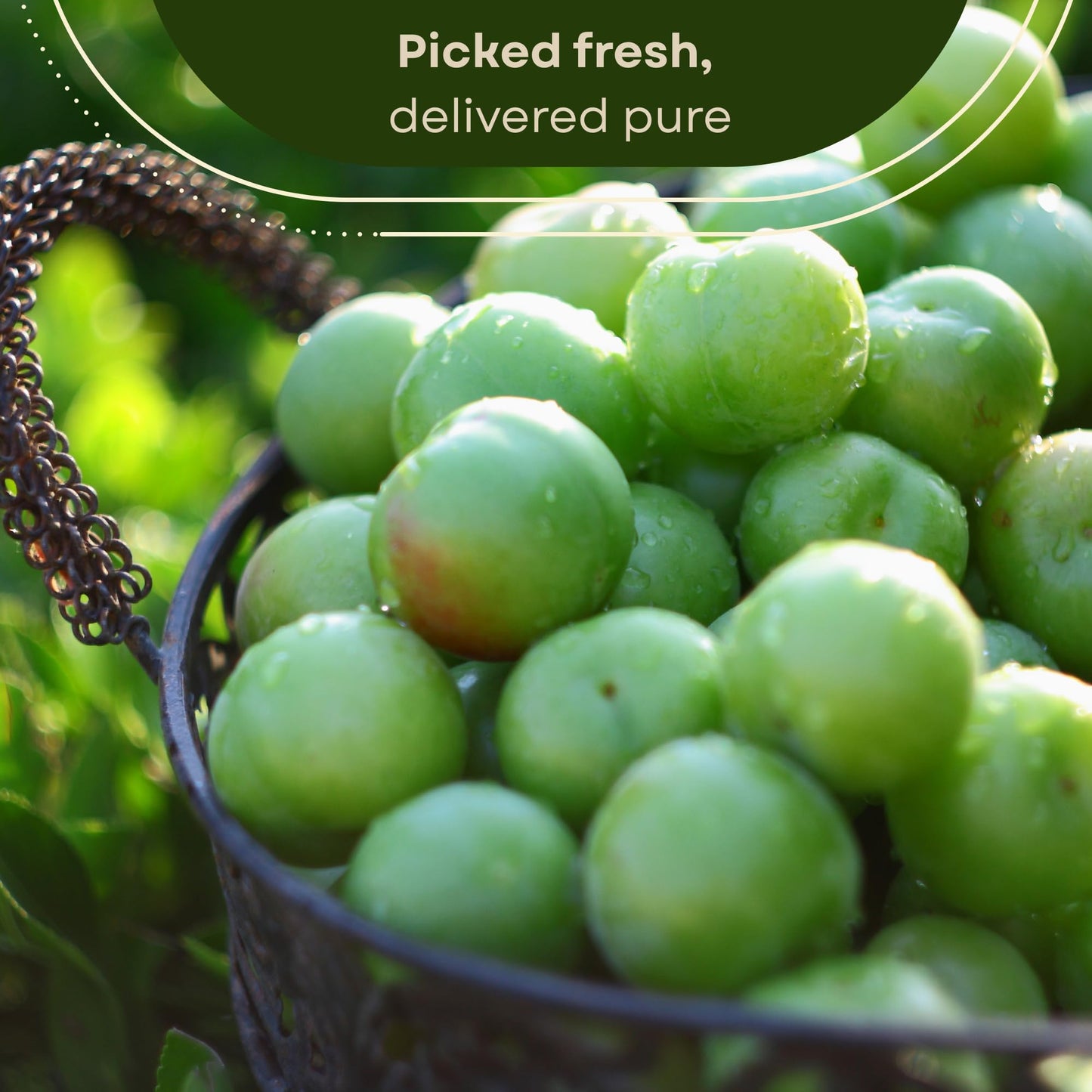 Fresh Sour Green Plum, Unripe Plums, Greengages, Erik, Goje Sabz, Can Erik (2 Lbs)