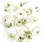 French Peony Mixed Ranunculus - 12 Largest Size Corms
