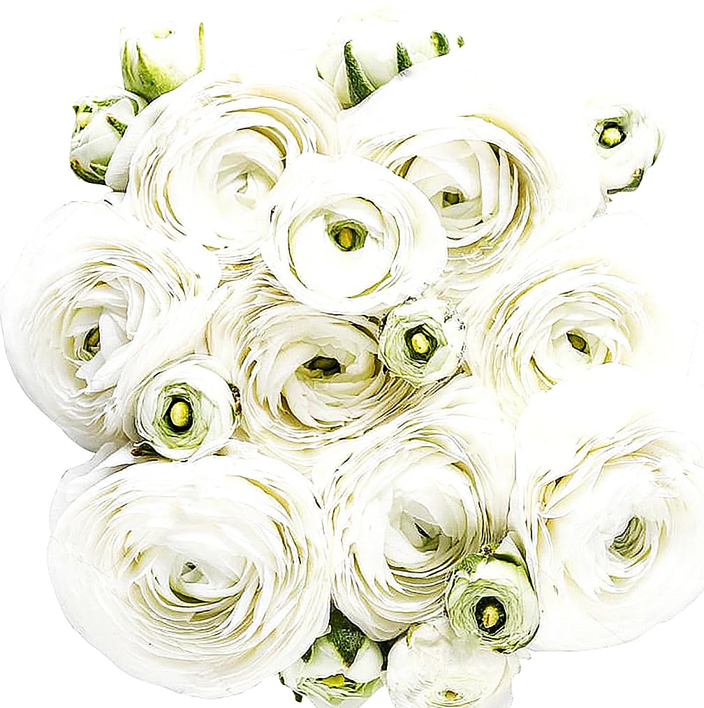 French Peony Mixed Ranunculus - 12 Largest Size Corms