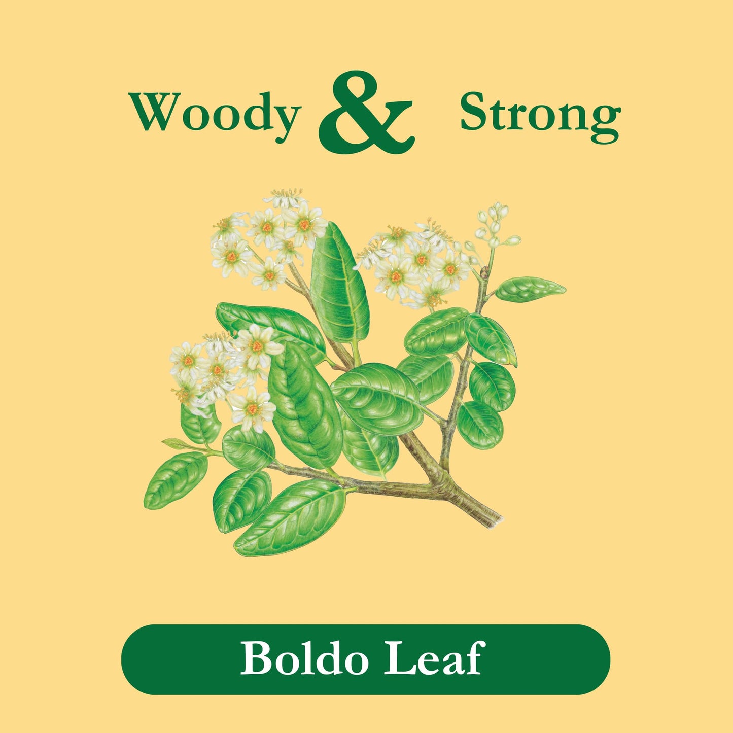 Tadin Boldo Herbal Tea, Caffeine Free, 24 Count, Pack of 6, Model SYNCHKG021237