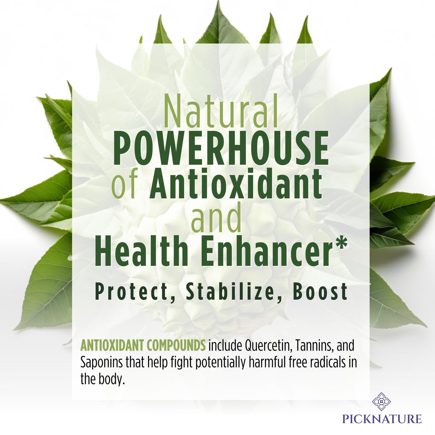 PICKNATURE Organic Dried Soursop Leaves | Antioxidant Herbal Tea  Caffeine-Free | Supports Digestion  Immunity & Detox | 1.76oz (100+ Cups)