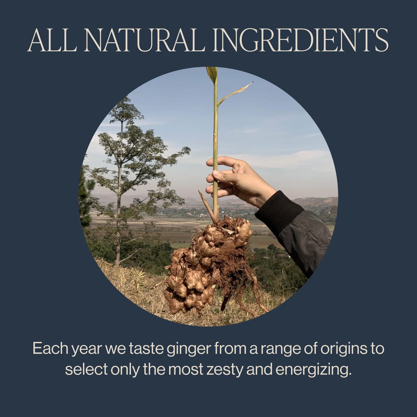 Rishi Tea Ginger Herbal Tea - Organic, Caffeine Free, Loose Leaf - 16 Ounces, 56+ Servings