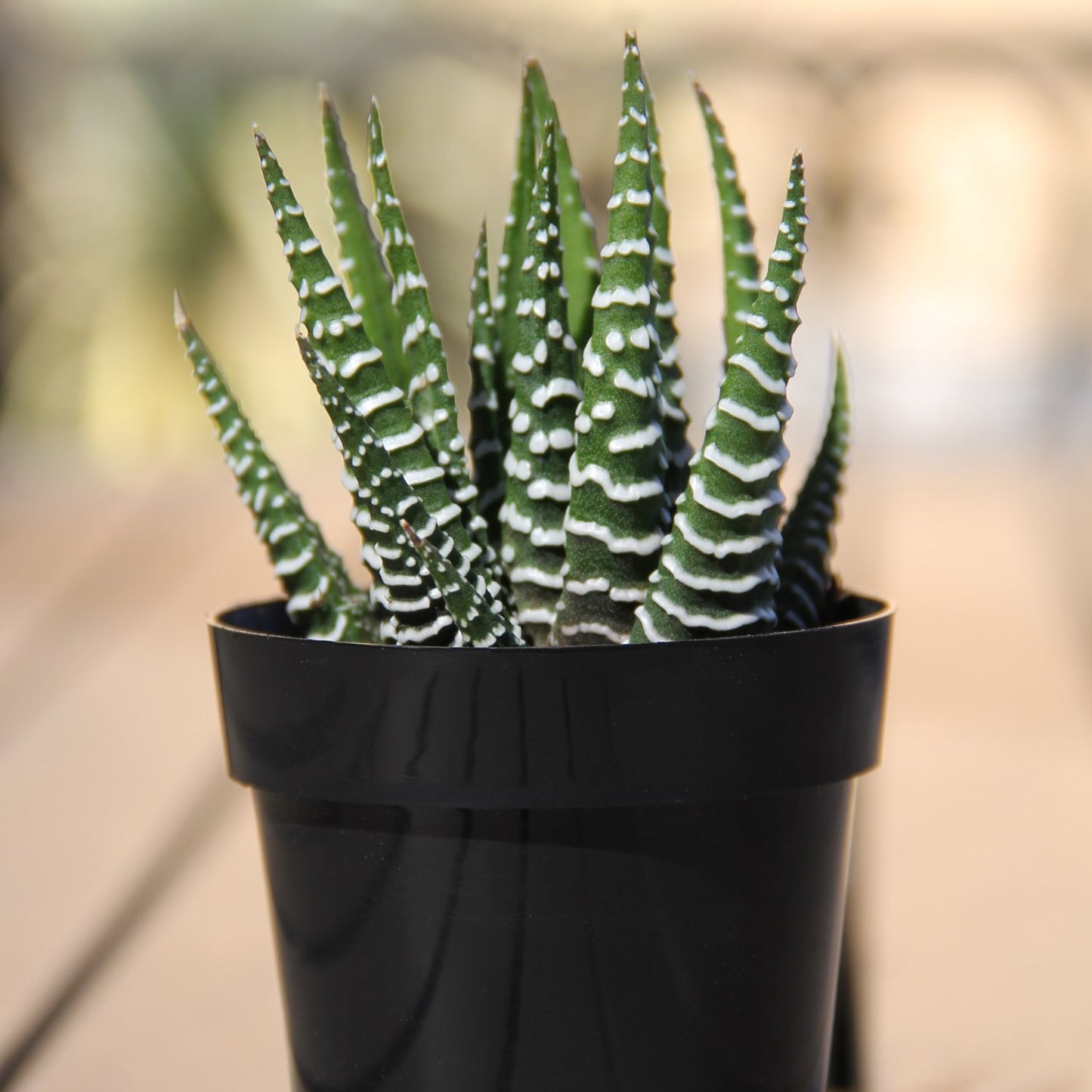Altman Plants, Assorted Succulents Plants Live Houseplants (4Pk), Succulent Plants Home Office Plants Live Indoor Plants, Live P