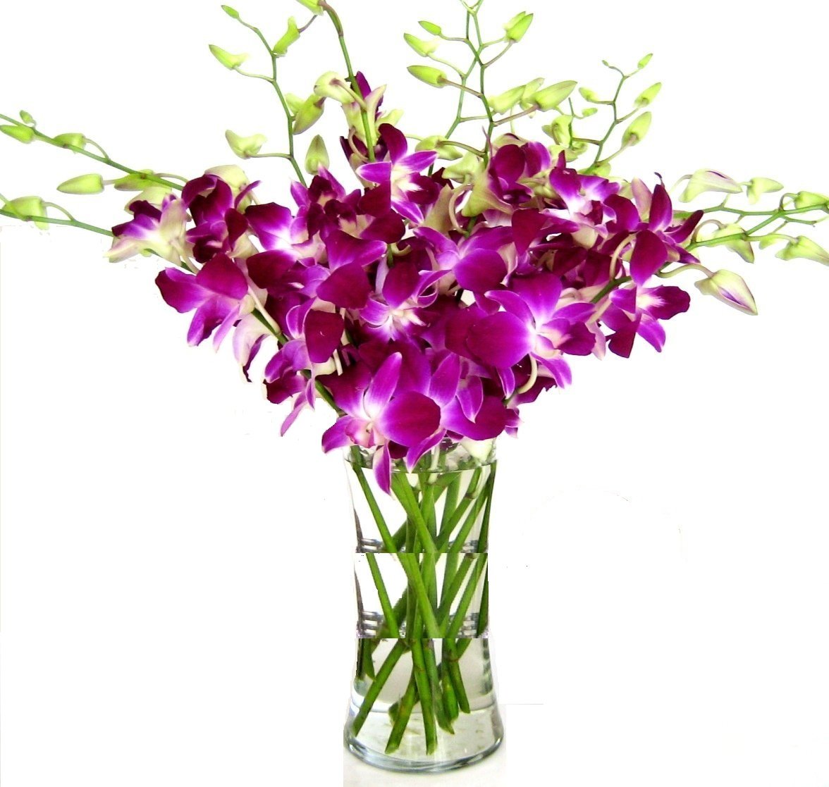 Fresh Cut Flowers -Dendrobium Purple Orchids With Vase Gift For Birthday, Sympathy, Anniversary, Get Well, Thank You, Valentine,