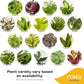 Costa Farms Live Plants (Pack of 2), Easy to Grow Real Indoor Houseplants, Air Purifying Plants, Growers Choice in Home D  cor