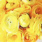 French Peony Mixed Ranunculus - 12 Largest Size Corms