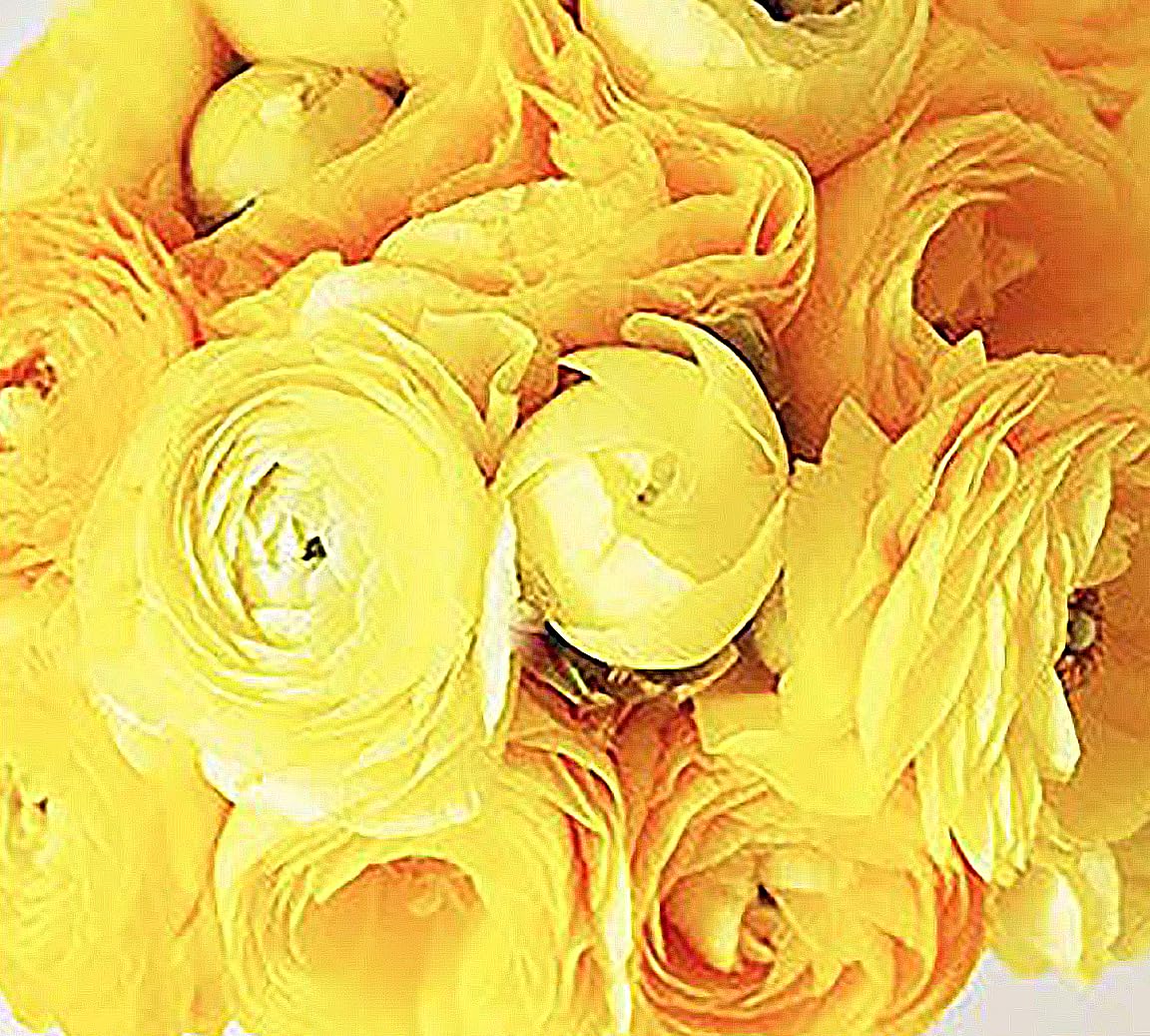 French Peony Mixed Ranunculus - 12 Largest Size Corms