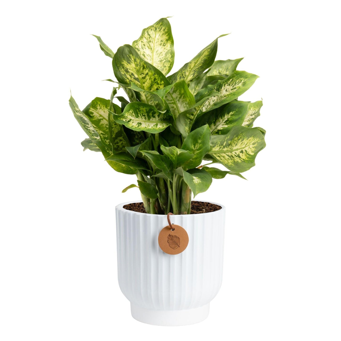 Costa Farms Dieffenbachia, Dumb Cane Live Plant in Decorative Pot, Easy to Maintain Indoor Houseplant, Perfect for Home, Room, o