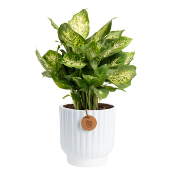 Costa Farms Dieffenbachia, Dumb Cane Live Plant in Decorative Pot, Easy to Maintain Indoor Houseplant, Perfect for Home, Room, o