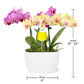 Wild Interiors Pink and Yellow Orchid Duo in 4 White Pot with Bunny Pick, Live Indoor House Plants