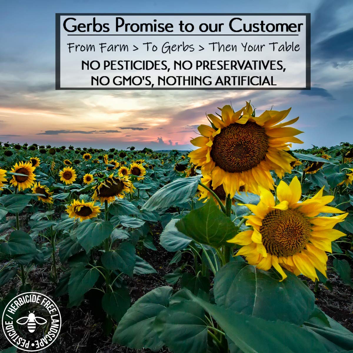 Ground Sunflower Seed Meal, 1 LB By Gerbs - Top 14 Food Allergy Free & NON GMO - Vegan & Keto Safe - Cold Milled Full Oil Seed P