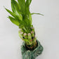 Elephant Round Vase With 10 Stalks 6'' Lucky Bamboo
