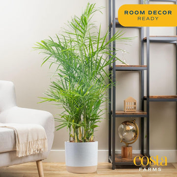 Costa Farms Bamboo Palm Live Plant in Decorative Pot, Air Purifying Large Indoor Houseplant, Perfect for Home, Room, or Office D