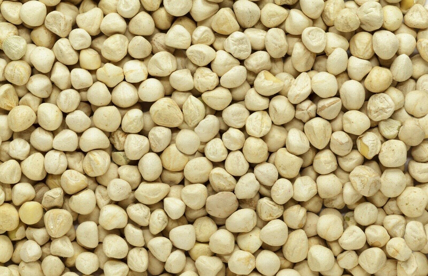Plant Guru Moringa Seeds Kernel - Clean PKM1 Variety - 2 lbs. Wide Mouth Jar - Non-GMO - Brown