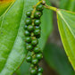 Sanniti Spanish Green Peppercorns, 3.9 Ounce (Pack Of 6)