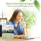 Prince Of Peace 100% Organic Tea, Best Value Family Size, 200 Tea Bags (Organic Oolong Tea)