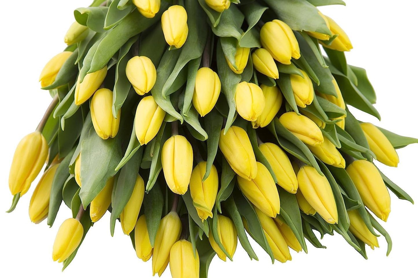 Kabloom Flowers -Valentine'S Day Collection - 30 Yellow Tulips, Gift For Birthday, Sympathy, Anniversary, Get Well, Thank You, V