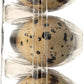 The Farmstand Quail Eggs, 12 Ct