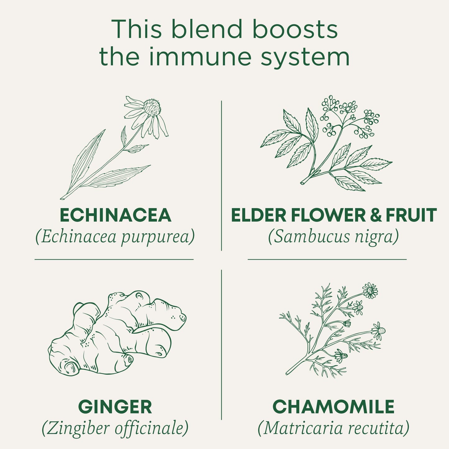 Traditional Medicinals Organic Echinacea Plus Elderberry Seasonal Tea, 16 Tea Bags   (Pack Of 6)